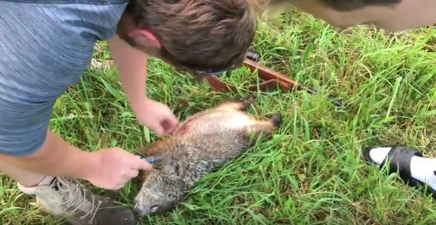 What are some ways to kill a groundhog in the yard?