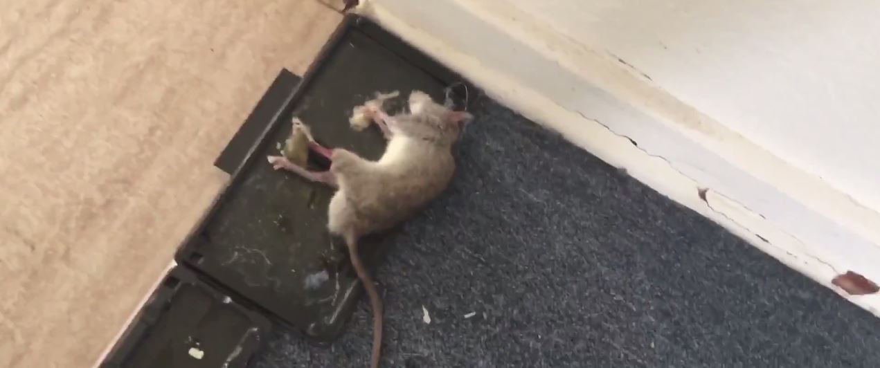 How To Get Rid Of Mice In The Attic