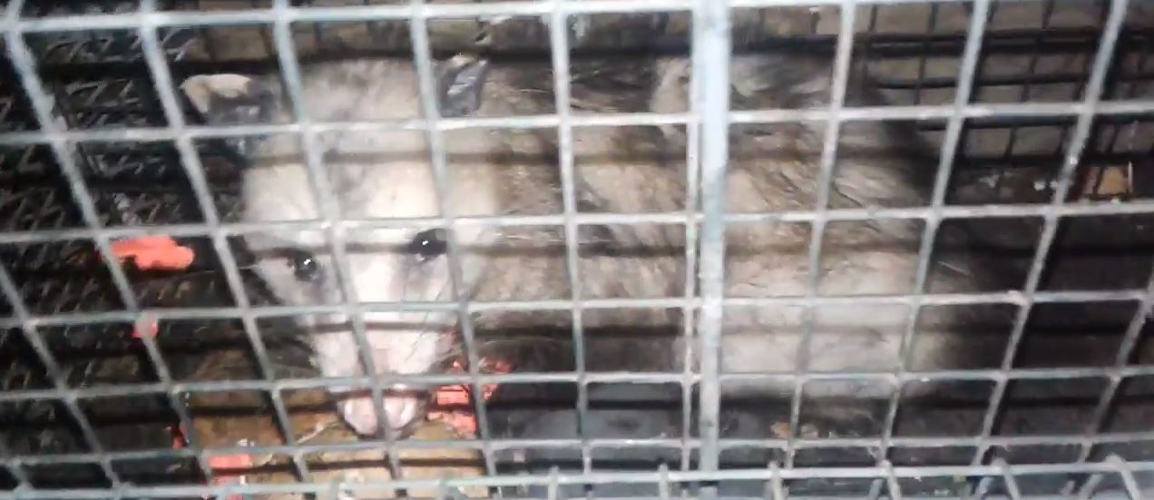 How to get rid of opossums in the attic