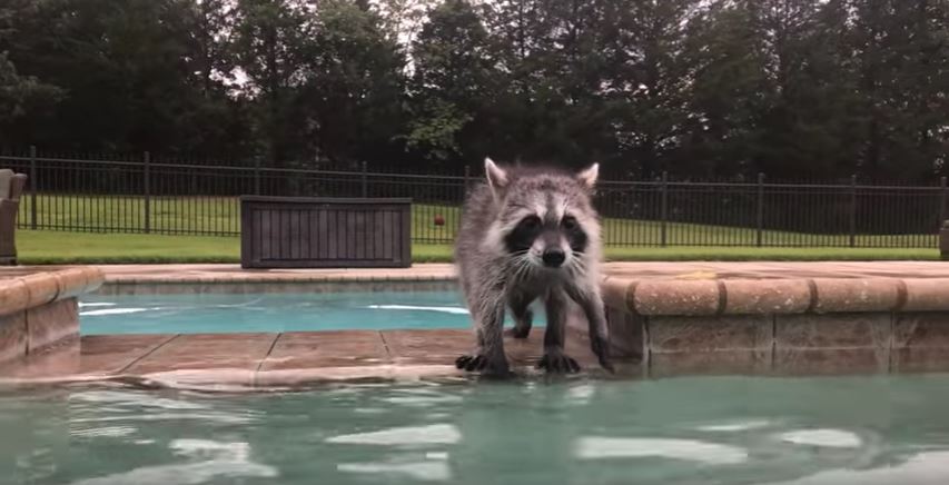 How to prevent raccoons from pooping in my swimming pool How To Stop Raccoons From Pooping In My Pool