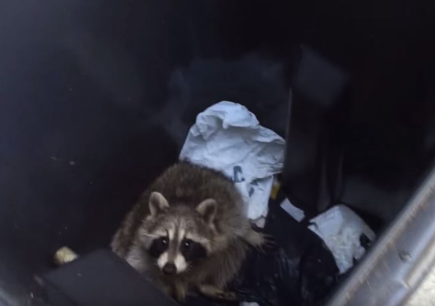 How to keep raccoons out of my garbage cans